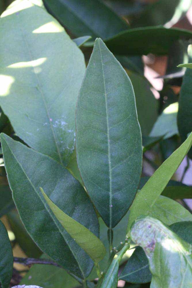              Unifoliolate leaf (Sanguina Doblefina, Riverside, CA)       